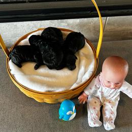 Poodles from Grandview Farm