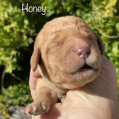 Girl 3 - Labradoodle puppy in Weber County, Utah from Old Macs Doodles