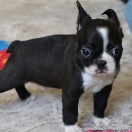 Mo - Seal brindle and white male Boston Terrier puppy in Winnsboro, Texas from JP Ranch Bulldogs