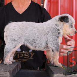 Selenium - Blue female Australian Cattle Dog puppy in Deer Lodge, Tennessee from Littletrouble Cattle Dogs