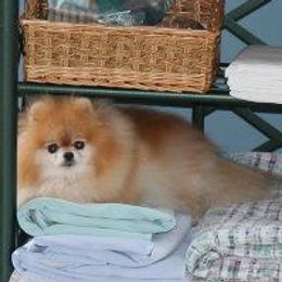 Pomeranians from Kegler Pomeranians