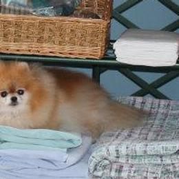 Pomeranians from Kegler Pomeranians