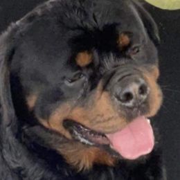 Tommy - Rottweiler
