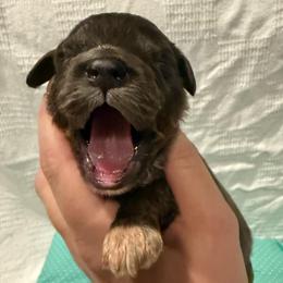Gale - Merle male Cockapoo puppy in Williamston, South Carolina from Sassy Bob’s Dogs