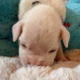 Black - White female Boxer puppy in Evington, Virginia from Boxer Tails