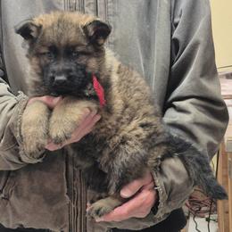 Boy 4 Red - Sable male German Shepherd puppy in Lake George, Colorado from High Country German Shepherds