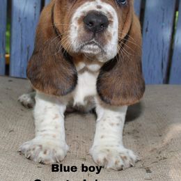 Boy 1 - Basset Hound puppy in Texas from Basset Hounds of Jacksboro, Tx