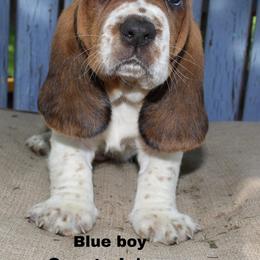 Boy 1 - Basset Hound puppy in Texas from Basset Hounds of Jacksboro, Tx