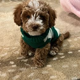 Bernedoodle and Cockapoo All Grown Up from Waggle Doodles