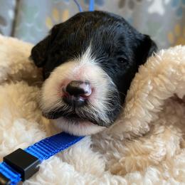 Goldendoodle, Poodle, and Sheepadoodle Puppies from Heavenly Hilltop Farm