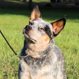 Fizz - Australian Cattle Dog