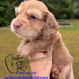 River, AKC, male - Cream male Dachshund puppy in Carriere, Mississippi from Band Of Doxies