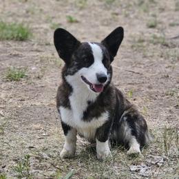 Luna - American Corgi