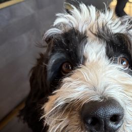 Aussiedoodles and Bernedoodles from Sassy Pants Pups