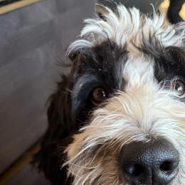 Aussiedoodles and Bernedoodles from Sassy Pants Pups