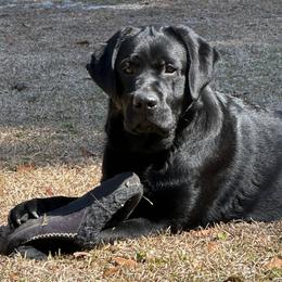 Muffin Man - Labrador Retriever