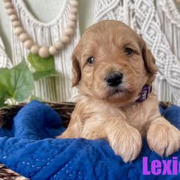 Lexie - Apricot female Goldendoodle puppy in Jonesboro, Arkansas from Honeysuckle Creek Goldendoodles