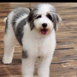 Charlie - Bernedoodle