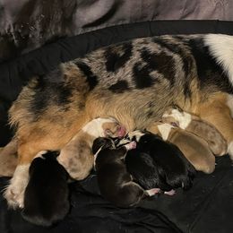 American Corgis and Pembroke Welsh Corgis from Lost Creek Corgis