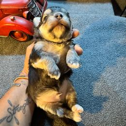 Xander - Black & tan tri-color male Morkie puppy in Taylorsville, North Carolina from Mountain Top Hot Tailz