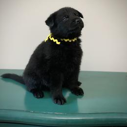 Yellow - Black female German Shepherd puppy in Pendleton, South Carolina from DogSmith Purebreds