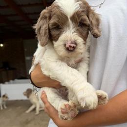 Earl - Parti male Double Doodle puppy in Yoakum, Texas from The Scott’s Dood Ranch