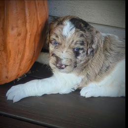 Joey - male Newfypoo puppy in South Haven, Minnesota from Hidden Haven Poodles and Doodles