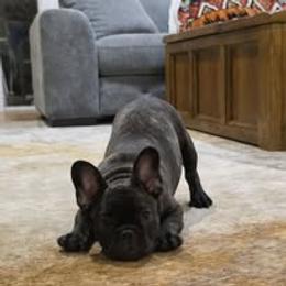 French Bulldog Puppies from Reds Frenchies