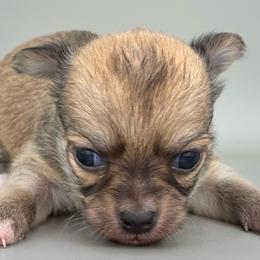 Red - Red female Chihuahua puppy in Westport, New York from Chantilly chihuahuas