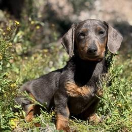 Diesel - Blue and tan male Dachshund puppy in New Mexico from Long Dog Ranch