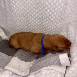 Blue - Yellow male Labrador Retriever puppy in Heath Springs, South Carolina from Rich Hill Retrievers