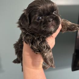 DJ - Blue female Shih Tzu puppy in Springboro, Ohio from Shih Tzus of Springboro LLC.