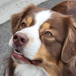 Bacon - Australian Shepherd