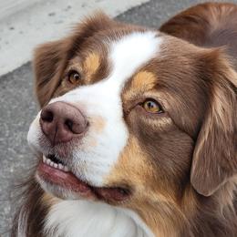 Bacon - Australian Shepherd