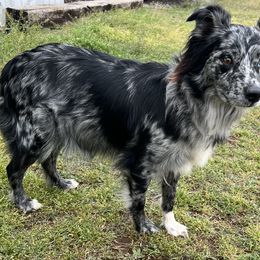 Dalli - Australian Shepherd