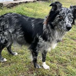 Dalli - Australian Shepherd