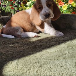 Faith, Purple Girl - Lemon and white female Basset Hound puppy in Foley, Alabama from Jubilee Basset Hounds