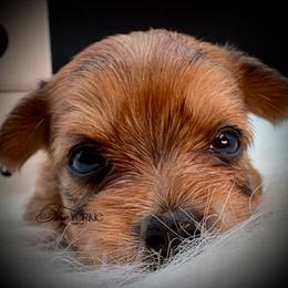 Golden girl - Chocolate and tan female Yorkshire Terrier puppy in Machesney Park, Illinois from Three Yorkie Family