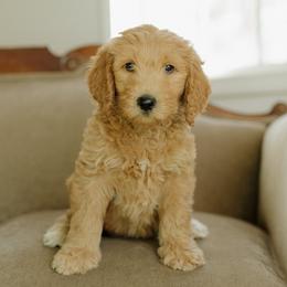 Boy 1 - male Goldendoodle puppy in Hiddenite, North Carolina from Rose and Reid Doodles