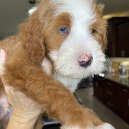 Socks - Red male Bernedoodle puppy in Superior, Arizona from Mountain Bridge Doodles