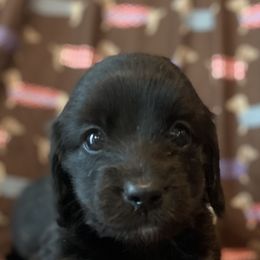 Boy 1 - Black and cream Dachshund puppy in Pacific, Washington from Han&Jan Doxie’s
