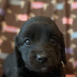 Boy 1 - Black and cream Dachshund puppy in Pacific, Washington from Han&Jan Doxie’s