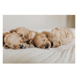 Goldendoodle Puppies from Pitter Patter Puppies