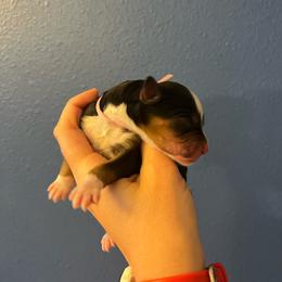 Light Purple - Tri-color female Bernedoodle puppy in Casper, Wyoming from 307 Doodles