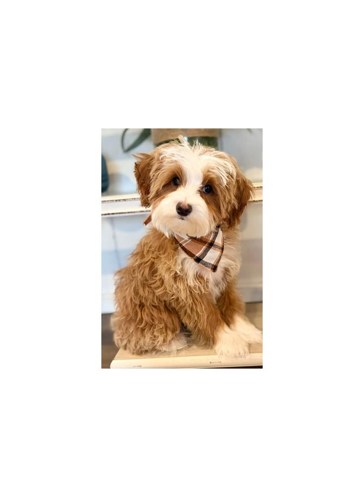 Charlie