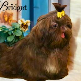 Bridget - Shih Tzu