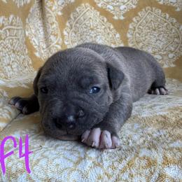 Blue Brindle Female - Blue brindle female American Pit Bull Terrier puppy in Nine Mile Falls, Washington from Bartin Kennels
