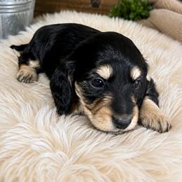 Daisy - Black and cream female Dachshund puppy in Mesa, Arizona from Dach Army LLC