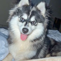 Eden - Pomsky