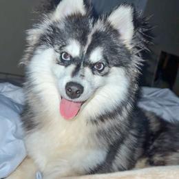 Eden - Pomsky